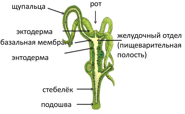 Зеркало вход кракен